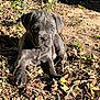 animal, background, closeup, curious, dog, ears, earth, fur, gray, leaves, nature, nose, outdoor, pet, puppy, shadow, sitting, sunlight, twigs, young