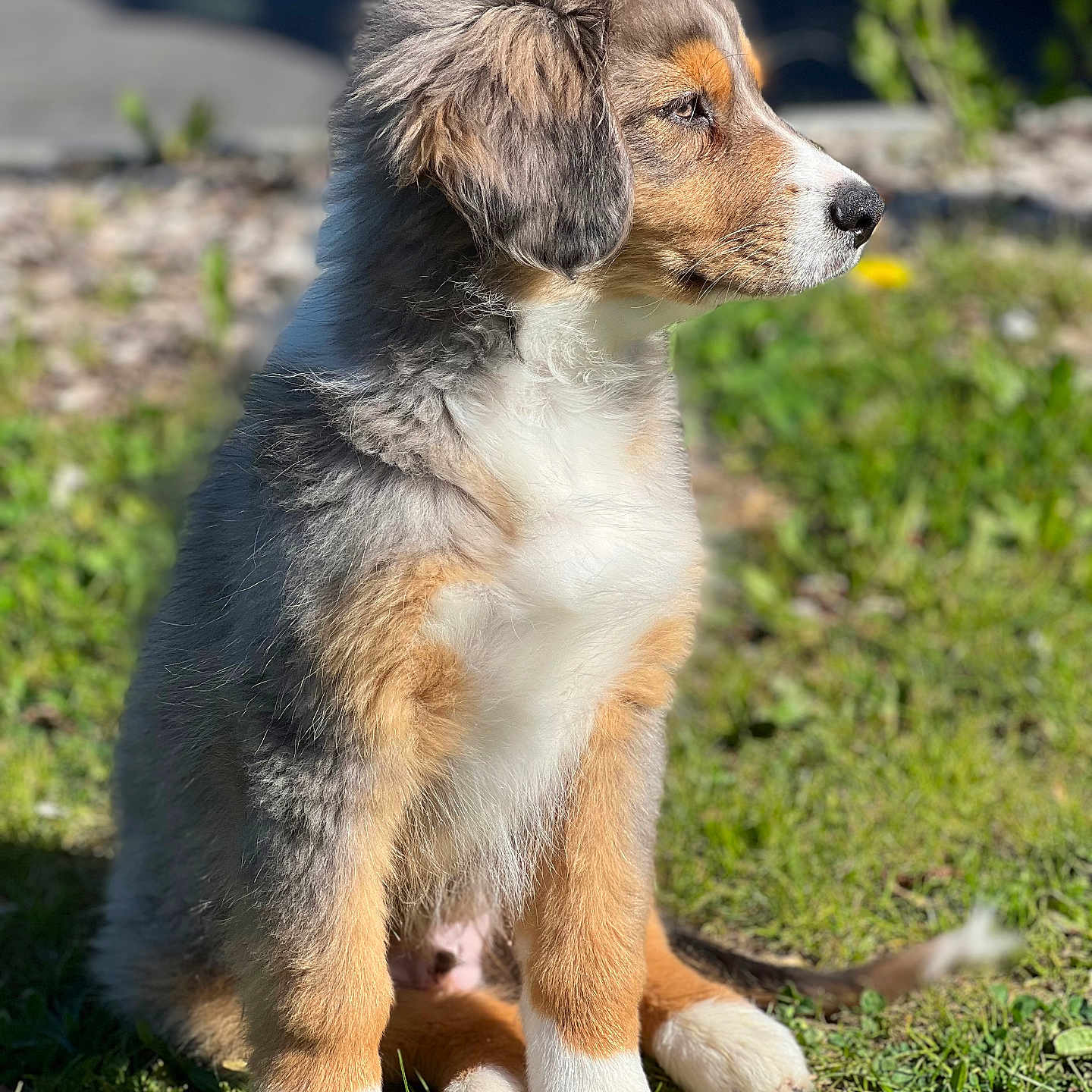 Aïko participe au concours pour gagner de l'argent avec cette photo : accessories, animal, appenzeller, beagle, canine, cockerspaniel, collie, dog, fox, goldenretriever, grass, hound, husky, lawn, papillon, pet, plant, puppy, strap, terrier