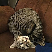 Woody joined the competition — help win amazing prizes! cat, tabby_cat, pet, animal, indoor, couch, brown, feline, playful, curled_up, upside_down, whiskers, ears, paw, fur, domestic, cozy, resting, blue_sock, home