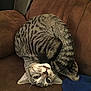 cat, tabby_cat, pet, animal, indoor, couch, brown, feline, playful, curled_up, upside_down, whiskers, ears, paw, fur, domestic, cozy, resting, blue_sock, home