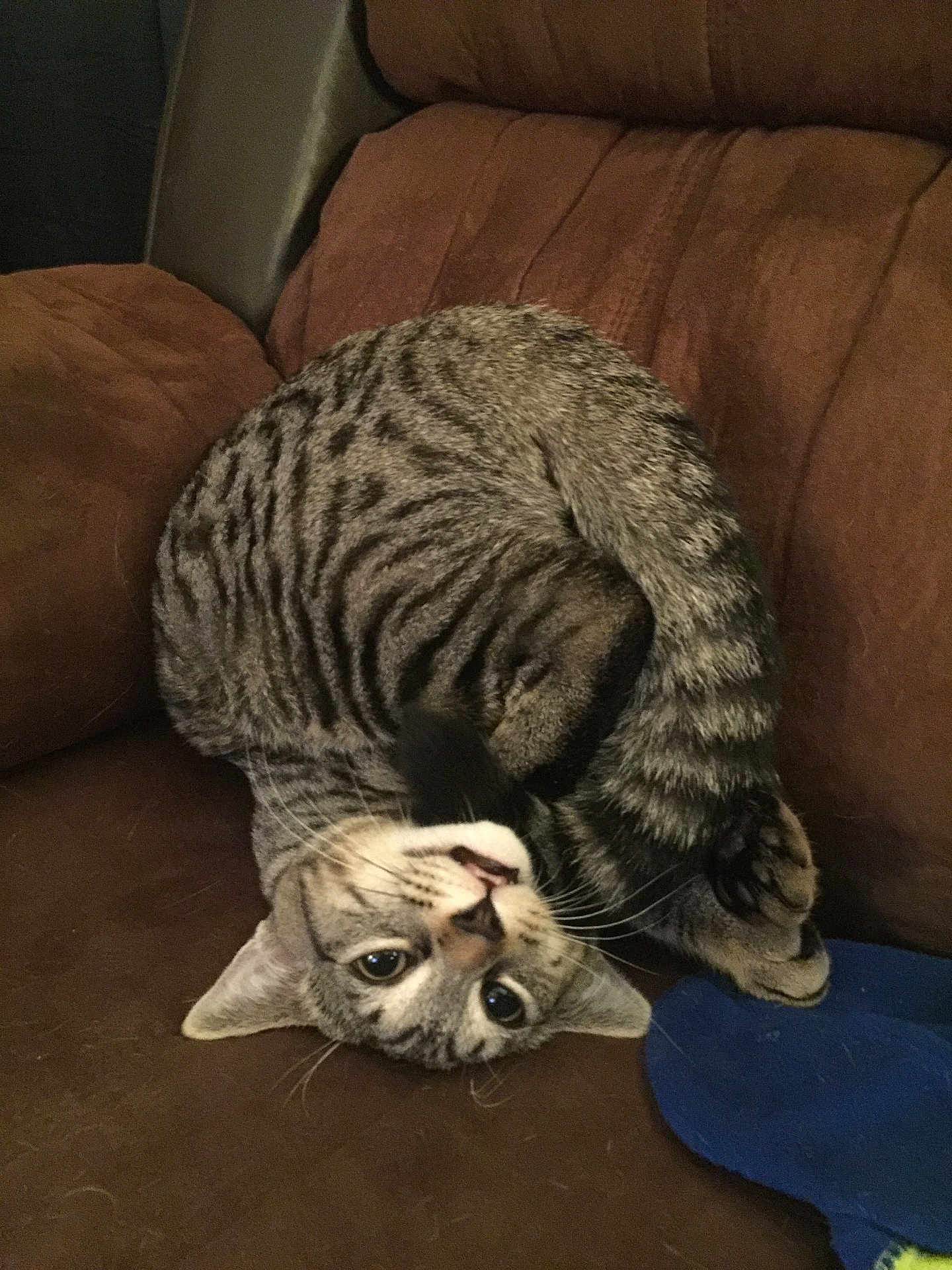 Woody joined the competition — help win amazing prizes! cat, tabby_cat, pet, animal, indoor, couch, brown, feline, playful, curled_up, upside_down, whiskers, ears, paw, fur, domestic, cozy, resting, blue_sock, home