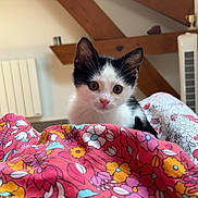 Nala participe au concours pour gagner de l'argent avec cette photo : animal, bed, black_and_white, blanket, cat, colorful, cozy, curious, cute, domestic, ears, eyes, floral_pattern, fur, indoor, kitten, pet, whiskers, wooden_beams, young