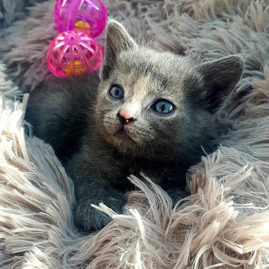 Nova participe au concours pour gagner de l'argent avec cette photo : animal_face, blue_eyes, cat, close_up, cozy, curious, cute, domestic_cat, fluffy_blanket, gray_fur, indoor, kitten, pet, pink_balls, resting, small, soft_texture, toy, whiskers, young_animal