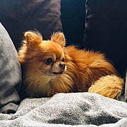Zakari participe au concours pour gagner de l'argent avec cette photo : animal, blanket, canine, companion, cozy, cushions, cute, dog, domestic_animal, fluffy, fur, home, indoor, pet, pomeranian, relaxed, resting, side_view, small_dog, sofa
