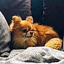 animal, blanket, canine, companion, cozy, cushions, cute, dog, domestic_animal, fluffy, fur, home, indoor, pet, pomeranian, relaxed, resting, side_view, small_dog, sofa
