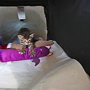 Angle is registered to the contest to win money with this photo: kitten, cat, toy, plush_toy, purple, enclosure, pet, animal, claws, paw, indoor, mesh, fabric, white, cute, small, young, feline, resting, soft