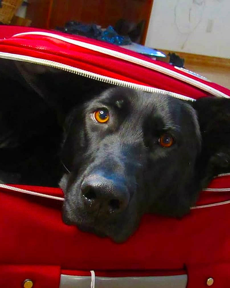 Judy joined the competition — help win amazing prizes! auto_part, automotive_exterior, automotive_lighting, canidae, carnivore, collar, companion_dog, dog, dog_breed, dog_collar, electric_blue, fur, motor_vehicle, pet_supply, red, snout, sporting_group, vehicle_door, whiskers, working_animal