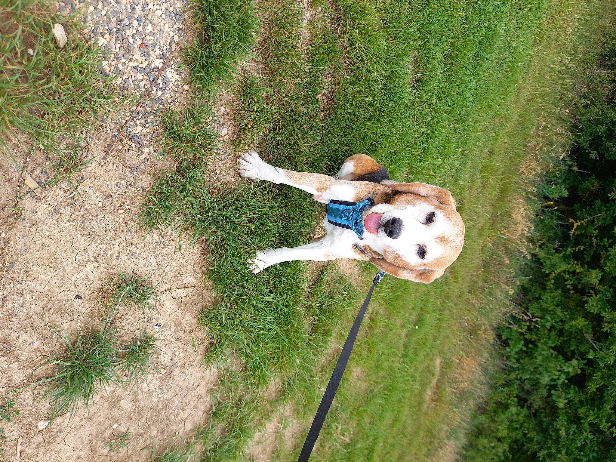 Oups participe au concours pour gagner de l'argent avec cette photo : canidae, carnivore, companion_dog, dog, dog_breed, fawn, fun, grass, grass_family, grassland, landscape, leisure, pasture, people_in_nature, plant, recreation, soil, sporting_group, wildlife, working_animal