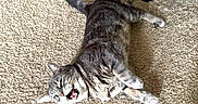 Joey joined the competition — help win amazing prizes! cat, gray_tabby, carpet, indoor, pet, animal, lying_down, funny_expression, office_chair, home, whiskers, feline, paw, relaxed, cute, fur, domestic_cat, playful, tongue, teeth