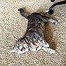 cat, gray_tabby, carpet, indoor, pet, animal, lying_down, funny_expression, office_chair, home, whiskers, feline, paw, relaxed, cute, fur, domestic_cat, playful, tongue, teeth