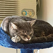 Joey joined the competition — help win amazing prizes! air_conditioner, animal, appliance, blue_bed, cat, cat_perch, closed_eyes, cozy, cute, ears, feline, fur, gray_cat, home, indoor, pet, relaxing, resting, sleeping, whiskers