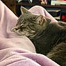 Joey joined the competition — help win amazing prizes! cat, gray_cat, tabby, sleeping, resting, blanket, lavender, soft_texture, indoor, cozy, furry, pet, animal, closeup, relaxation, fur, comfort, home, furniture, shelf