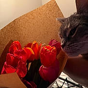 Joey is registered to the contest to win money with this photo: cat, tulips, flowers, bouquet, flower_wrapping, orange, red, petals, curious, indoor, soft_light, closeup, animal, plant, nature, domestic_cat, feline, still_life, brown_paper, contemplative