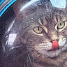 Joey joined the competition — help win amazing prizes! cat, close_up, face, tongue_out, green_eyes, scratches, reflection, transparent_surface, fur, whiskers, curious, pet, animal, indoor, texture, blurred_background, macro, cute, muzzle, nostrils