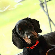 Vico participe au concours pour gagner de l'argent avec cette photo : dog, black_dog, tan_markings, orange_collar, window, indoor, pet, animal, curious, head_tilt, laying_down, fur, ears, snout, close_up, relaxed, domestic, companion, natural_light, cozy
