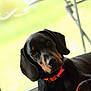 dog, black_dog, tan_markings, orange_collar, window, indoor, pet, animal, curious, head_tilt, laying_down, fur, ears, snout, close_up, relaxed, domestic, companion, natural_light, cozy