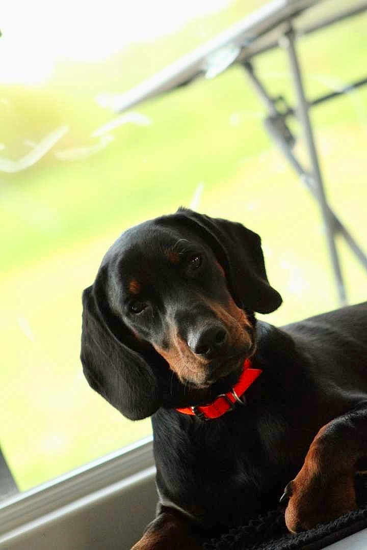 Vico participe au concours pour gagner de l'argent avec cette photo : dog, black_dog, tan_markings, orange_collar, window, indoor, pet, animal, curious, head_tilt, laying_down, fur, ears, snout, close_up, relaxed, domestic, companion, natural_light, cozy