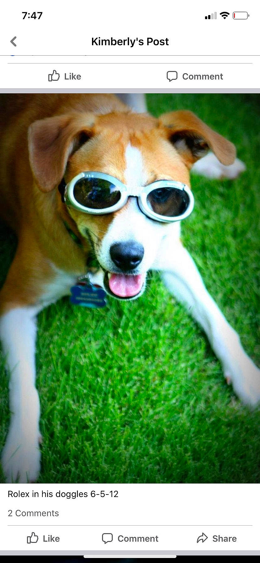Rolex is registered to the contest to win money with this photo: beagle, canidae, carnivore, companion_dog, danish_swedish_farmdog, dog, dog_breed, eyewear, fawn, glasses, grass, jack_russell_terrier, mammal, miniature_fox_terrier, parson_russell_terrier, puppy, russell_terrier, snout, sunglasses, whiskers