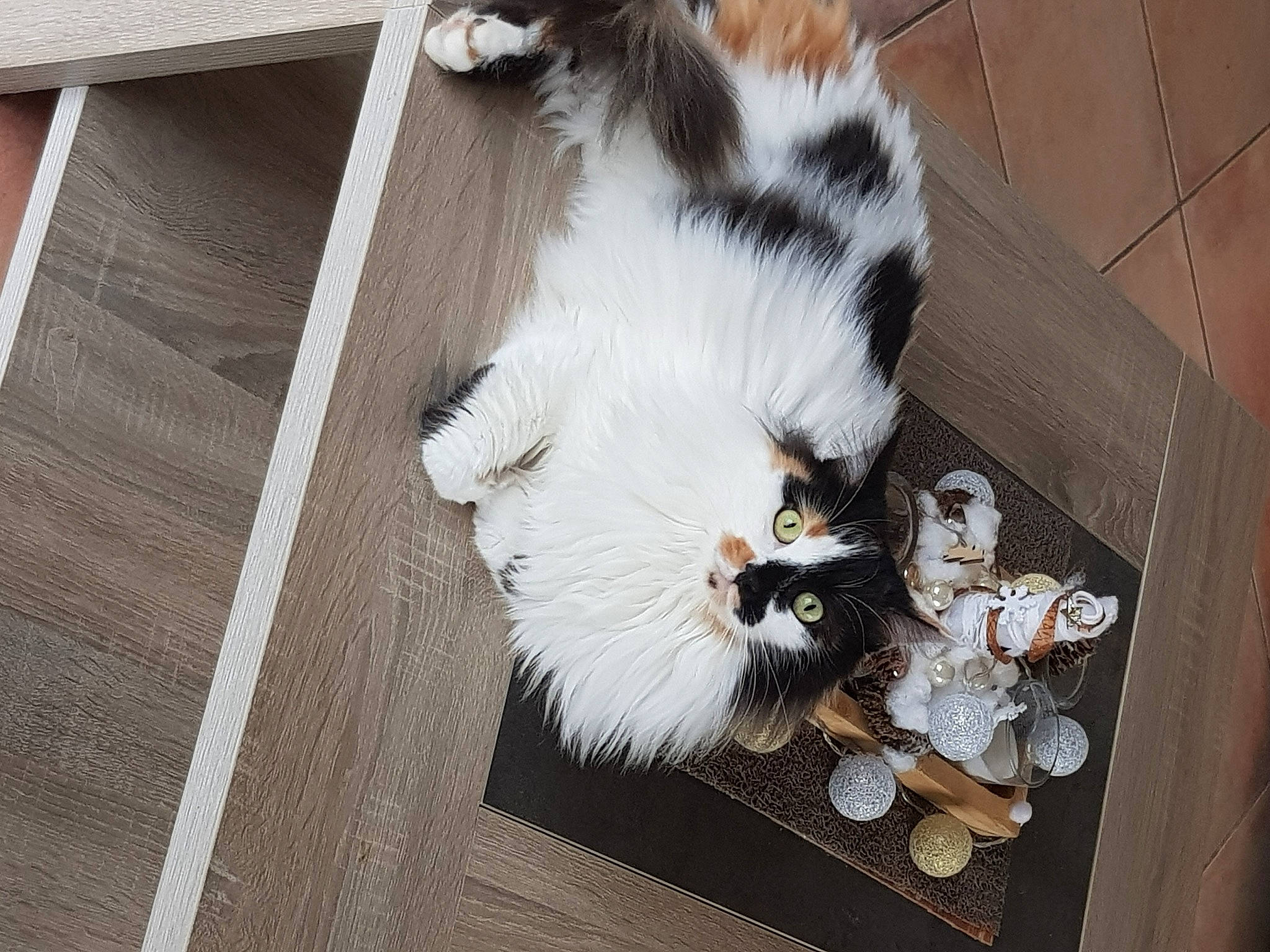 Reglisse