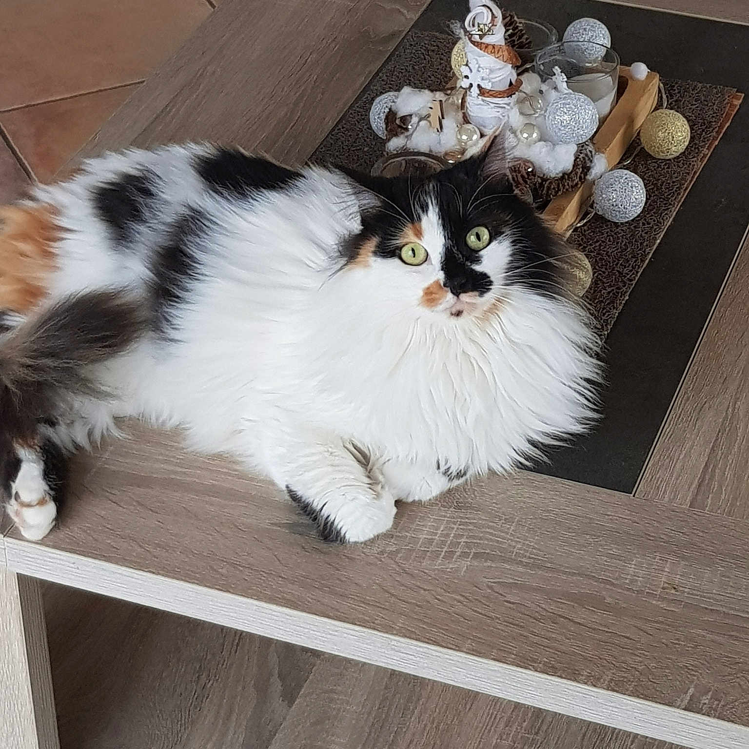 Reglisse