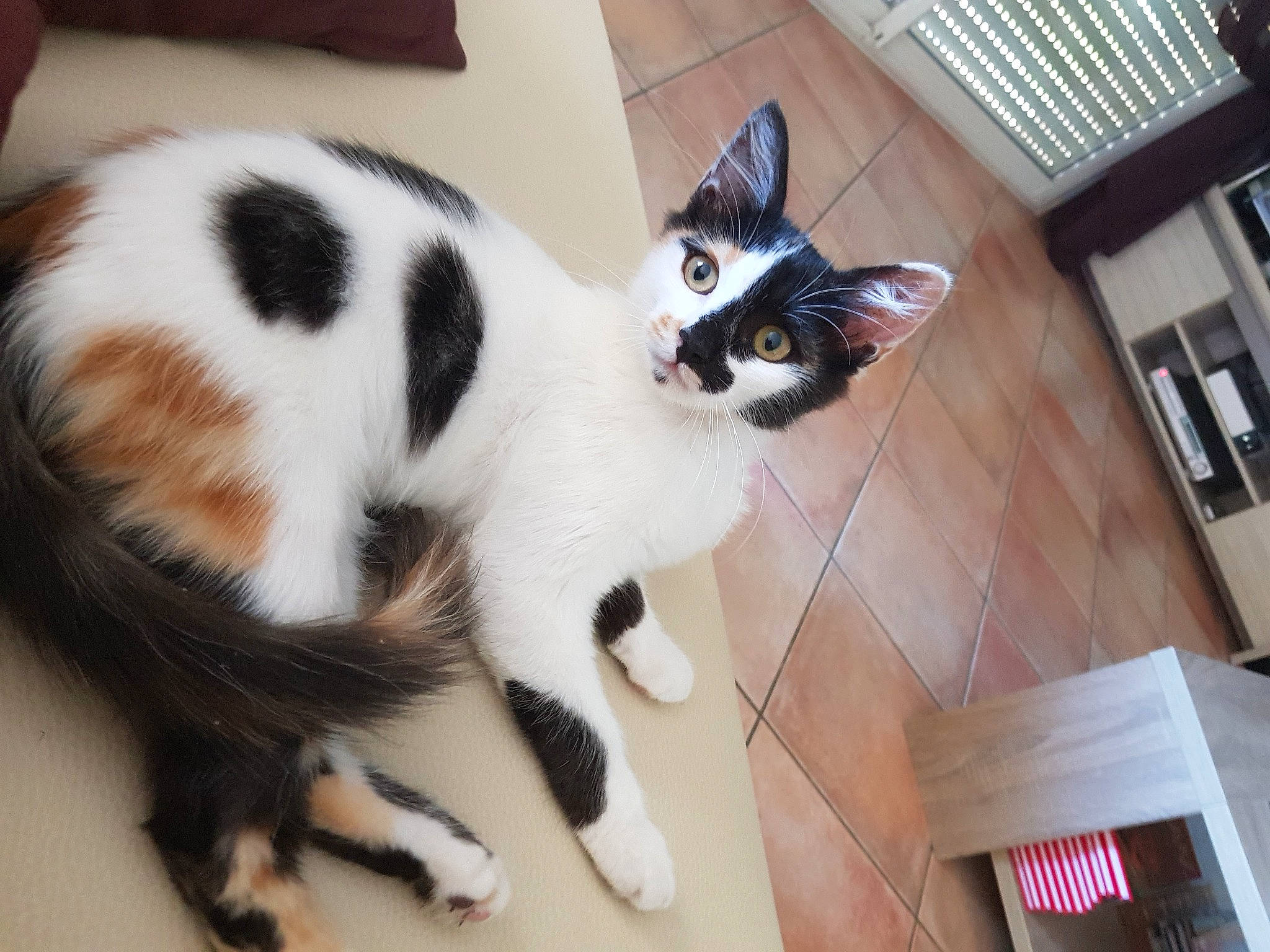 Reglisse a rejoint le concours — aidez-le/la à gagner de superbes lots ! carnivore, cat, claw, comfort, domestic_short_haired_cat, felidae, flooring, fur, hardwood, paw, small_to_medium_sized_cats, snout, tail, whiskers, window, wood
