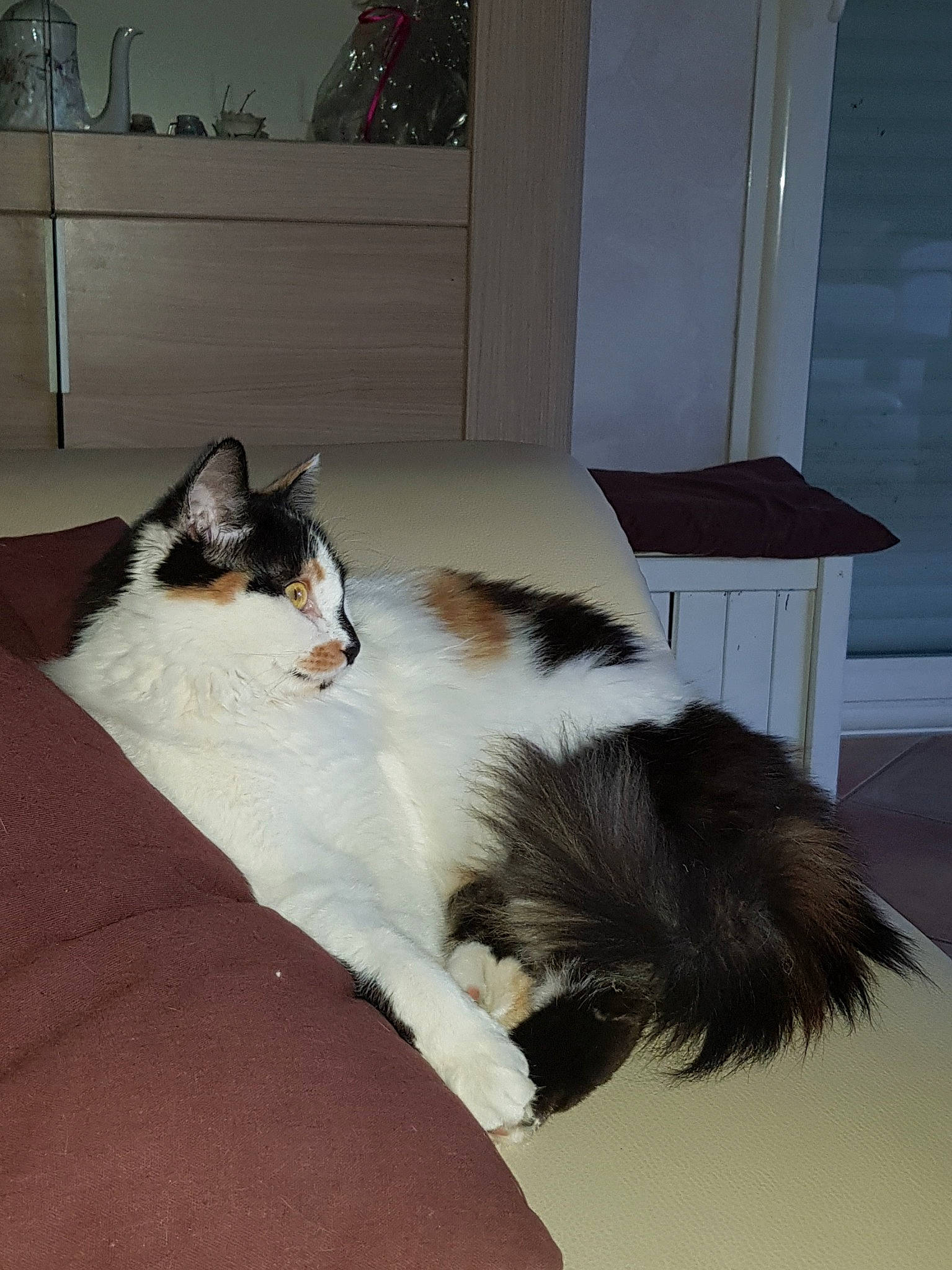 Reglisse participe au concours pour gagner de l'argent avec cette photo : canidae, carnivore, cat, comfort, companion_dog, dog_breed, domestic_short_haired_cat, felidae, flooring, fur, hardwood, linens, mammal, paw, room, small_to_medium_sized_cats, tail, terrestrial_animal, whiskers, wood
