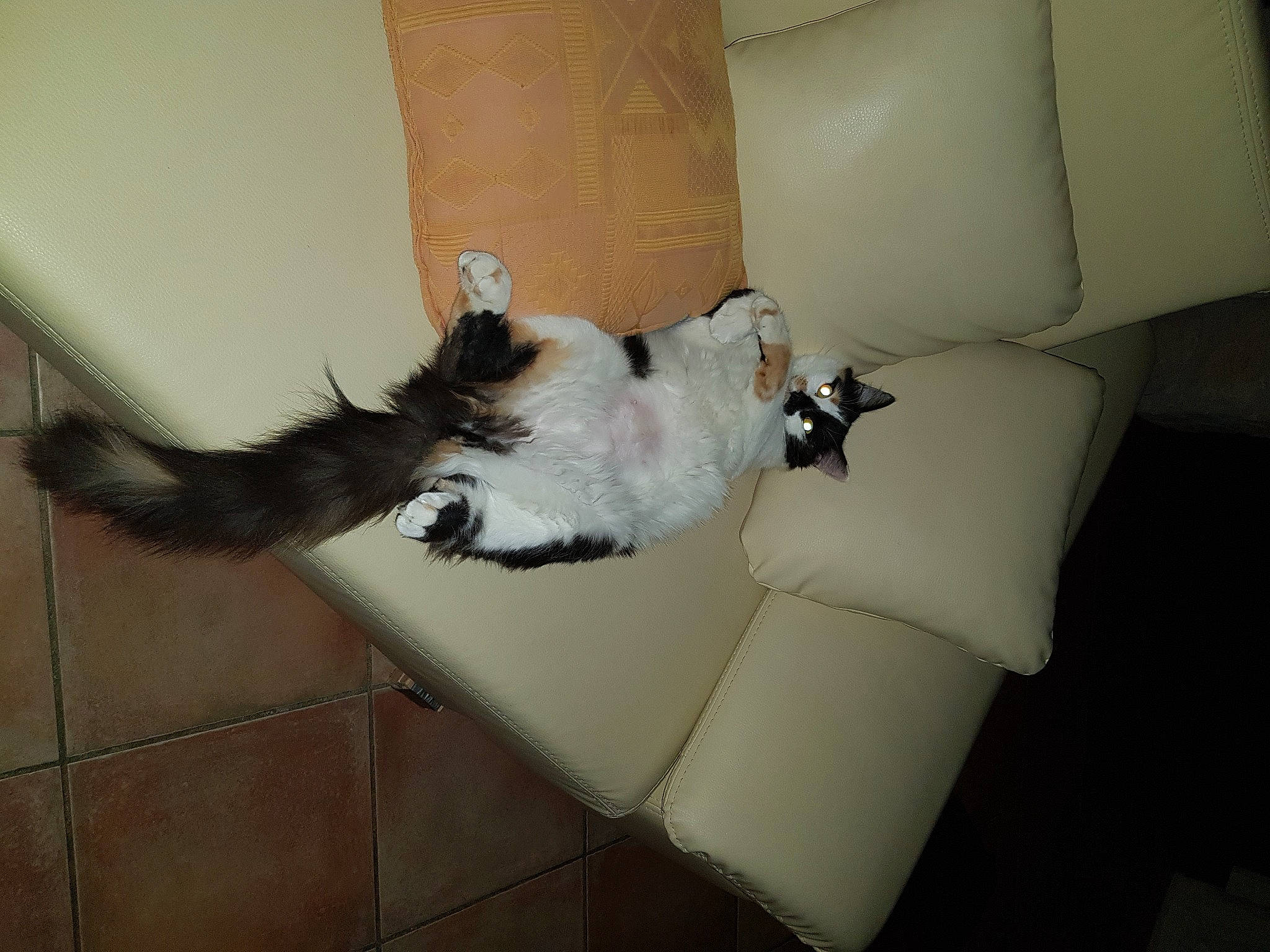 Reglisse participe au concours pour gagner de l'argent avec cette photo : carnivore, comfort, companion_dog, couch, dog, dog_breed, fawn, felidae, floor, flooring, fur, hardwood, living_room, paw, room, small_to_medium_sized_cats, sofa_bed, studio_couch, tail, whiskers