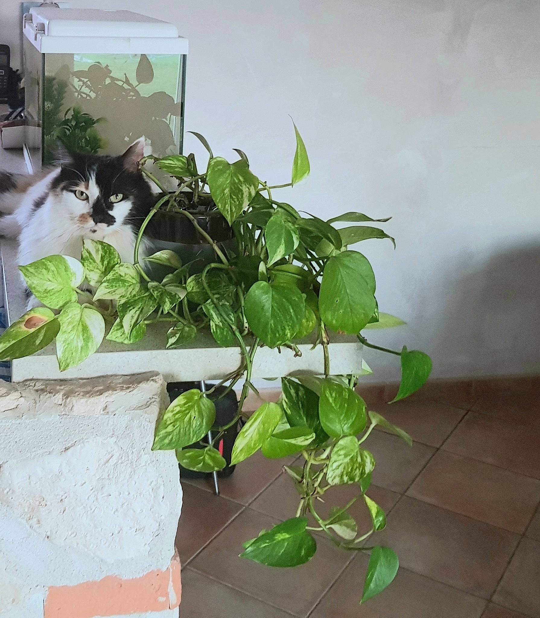 Reglisse participe au concours pour gagner de l'argent avec cette photo : annual_plant, carnivore, cat, domestic_short_haired_cat, felidae, flowering_plant, flowerpot, grass, groundcover, herb, herbaceous_plant, houseplant, plant, plant_stem, small_to_medium_sized_cats, tail, twig, whiskers, window, wood