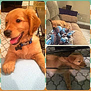 Roux joined the competition — help win amazing prizes!