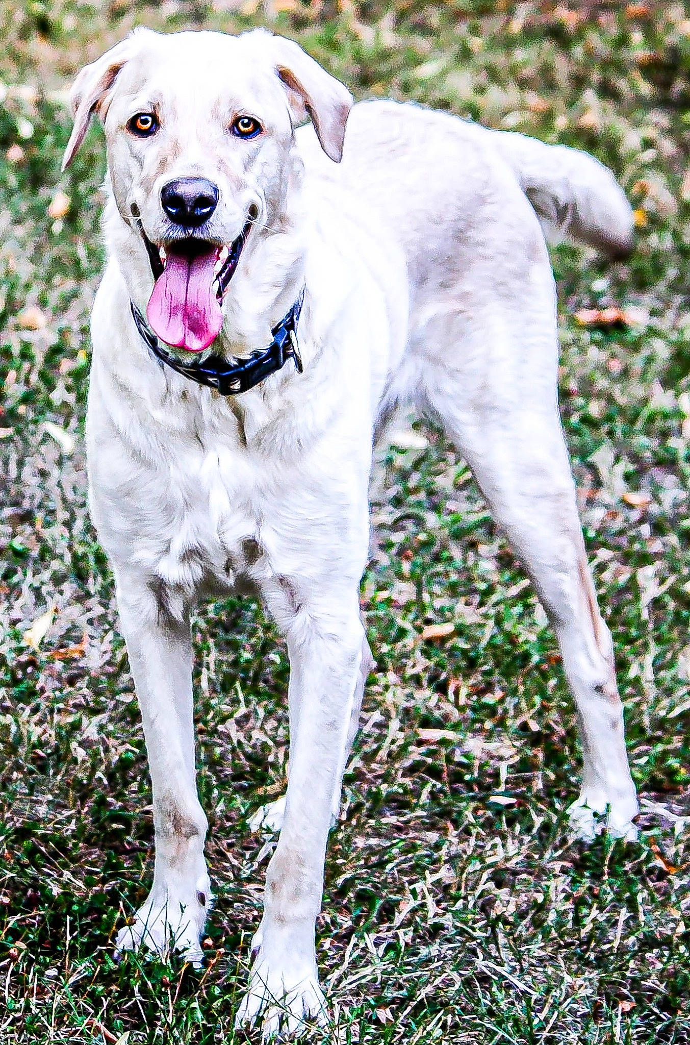 Ryder a rejoint le concours — aidez-le/la à gagner de superbes lots ! canidae, carnivore, collar, companion_dog, dog, dog_breed, dog_collar, dog_supply, fawn, grass, guard_dog, gun_dog, hunting_dog, non_sporting_group, pet_supply, plant, sporting_group, tail, working_animal, working_dog