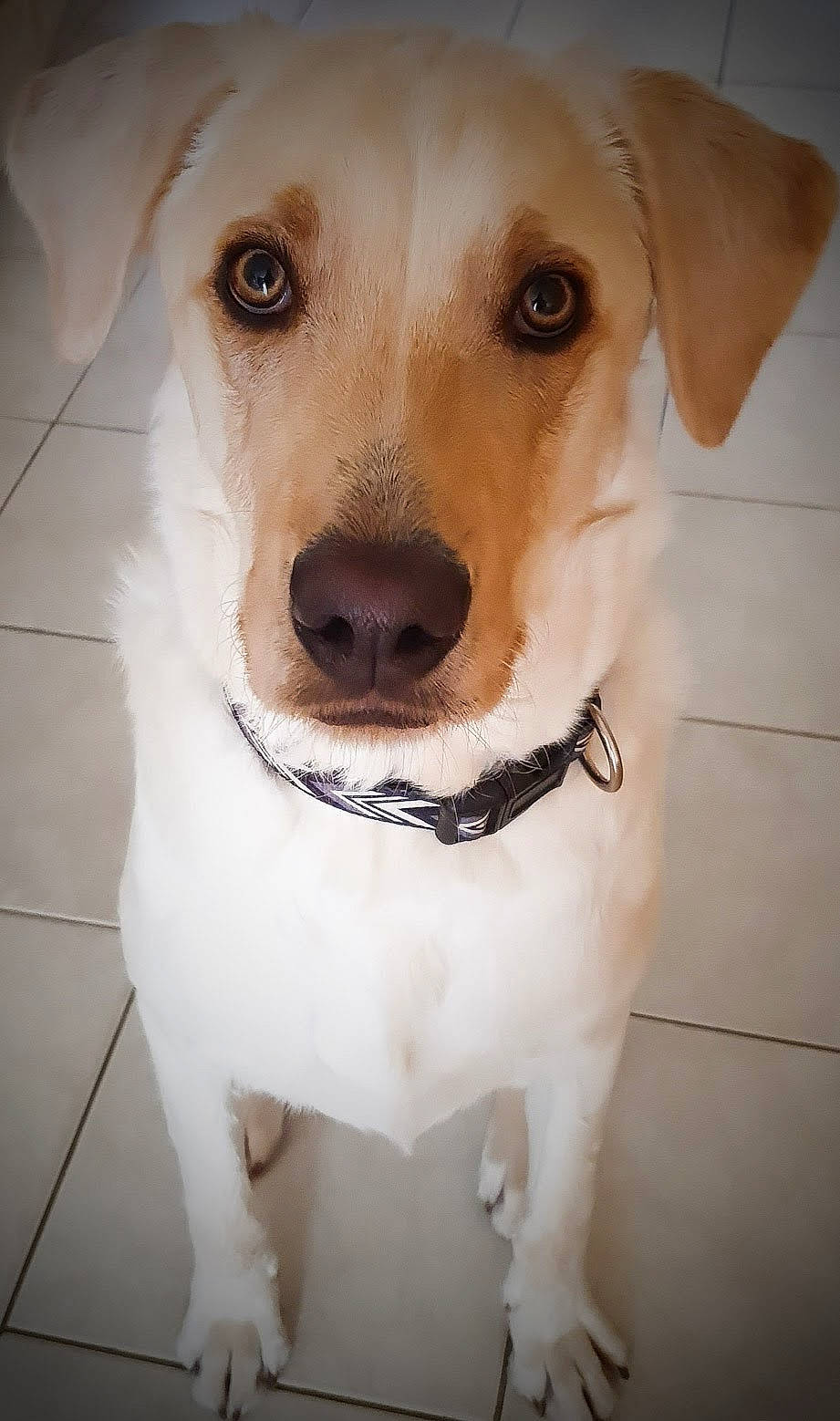 Ryder participe au concours pour gagner de l'argent avec cette photo : canidae, carnivore, collar, companion_dog, dog, dog_breed, dog_collar, fawn, fur, leash, pet_supply, retriever, snout, sporting_group, whiskers, working_animal