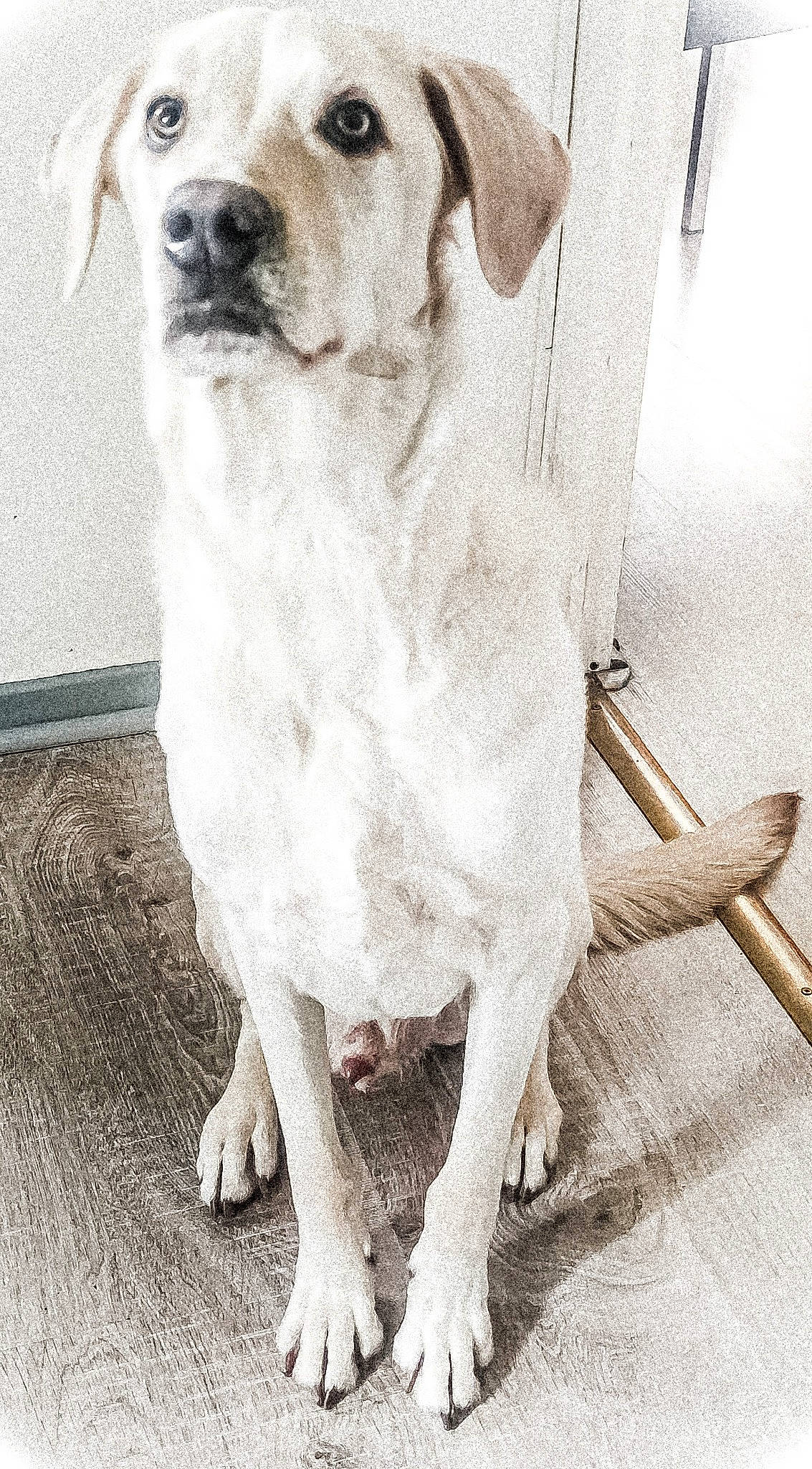 Ryder participe au concours pour gagner de l'argent avec cette photo : canidae, carnivore, collar, companion_dog, dog, dog_breed, dog_collar, fawn, firefighter, foot, fur, metal, pet_supply, puppy, snout, sporting_group, tail, terrestrial_animal, whiskers, working_animal