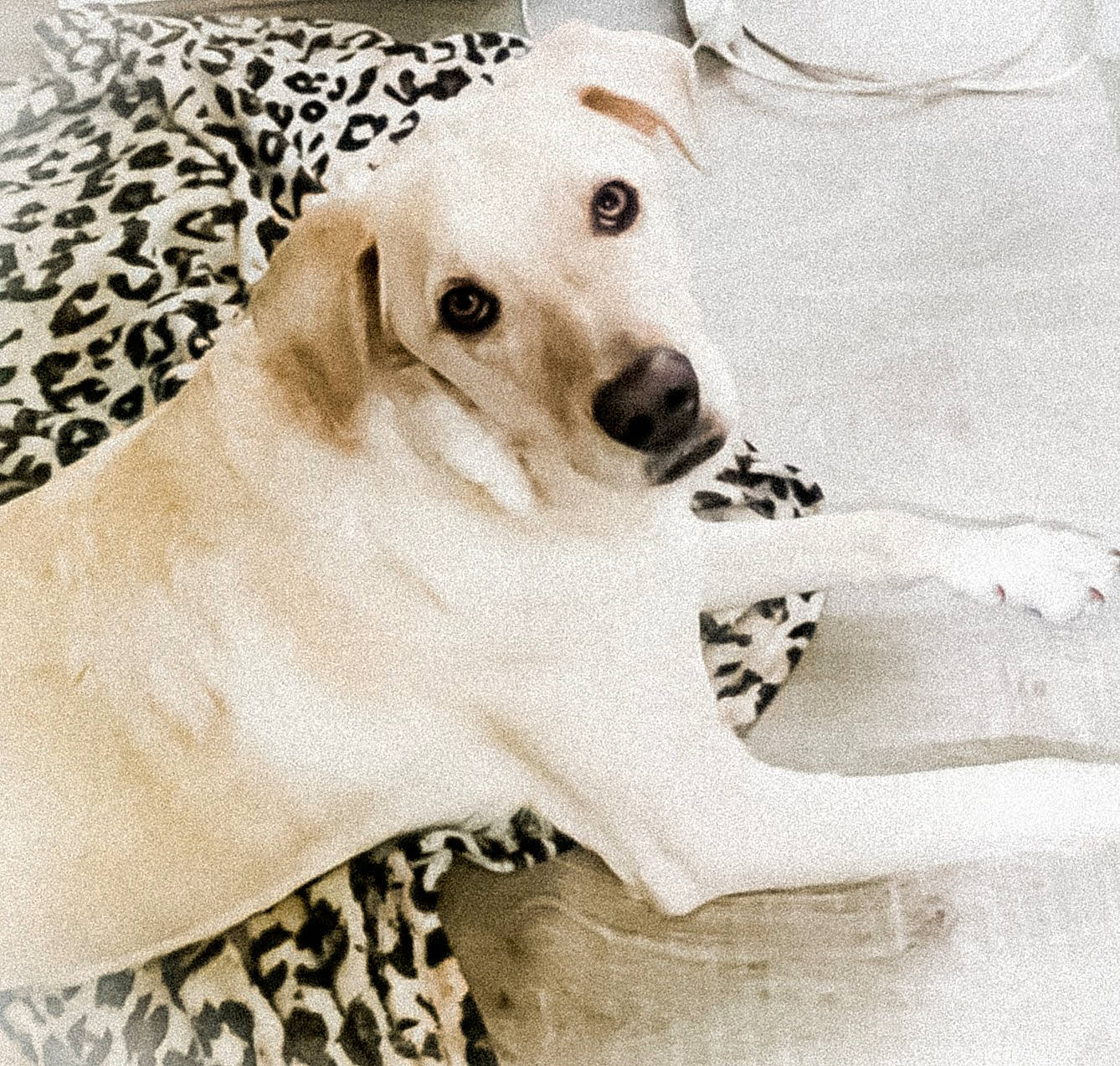 Ryder participe au concours pour gagner de l'argent avec cette photo : canidae, carnivore, comfort, companion_dog, dog, dog_breed, dog_supply, fawn, fur, linens, pattern, paw, pet_supply, puppy_love, sleeve, snout, sporting_group, terrestrial_animal, white, working_animal