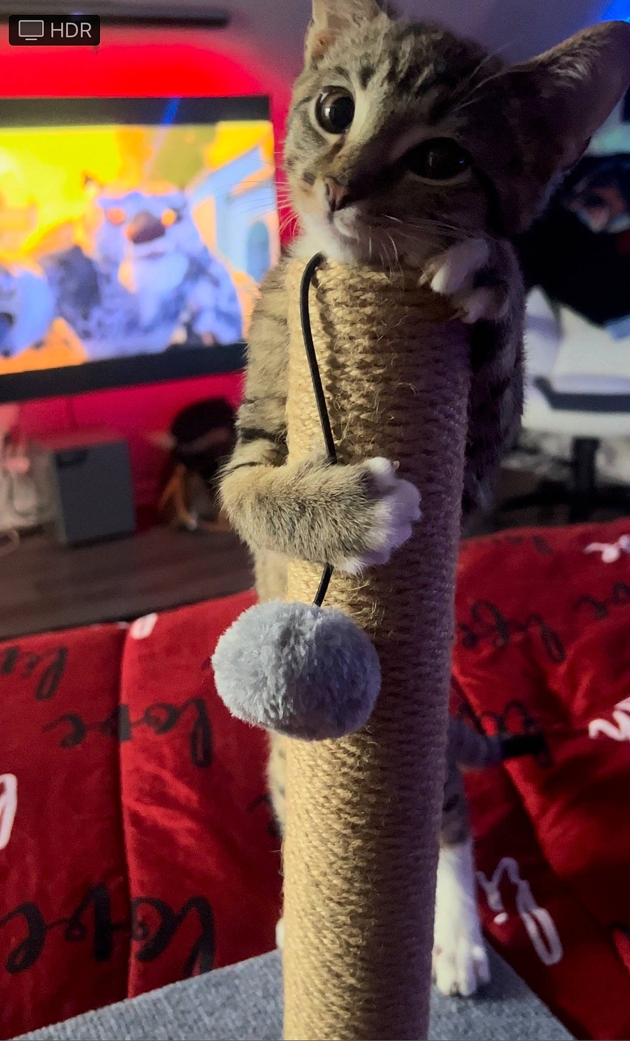 Zeus joined the competition — help win amazing prizes! art, cat, craft, event, fashion_accessory, fawn, felidae, fur, pattern, plush, small_to_medium_sized_cats, stuffed_toy, tail, textile, thread, toy, whiskers, wool, woolen, woven_fabric