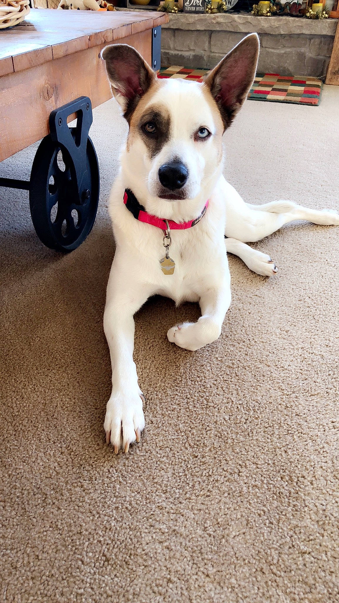 Oakley is registered to the contest to win money with this photo: canidae, carnivore, collar, companion_dog, dog, dog_breed, dog_collar, dog_supply, door, fawn, flooring, leash, paw, pet_supply, road_surface, snout, sporting_group, tail, wheel, working_animal