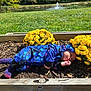 baby, blue_clothing, child, cozy, flower_bed, fountain, garden, grass, infant, mulch, nature, outdoor, peaceful, pond, portrait, serene, sleeping, sunlight, wooden_frame, yellow_flowers