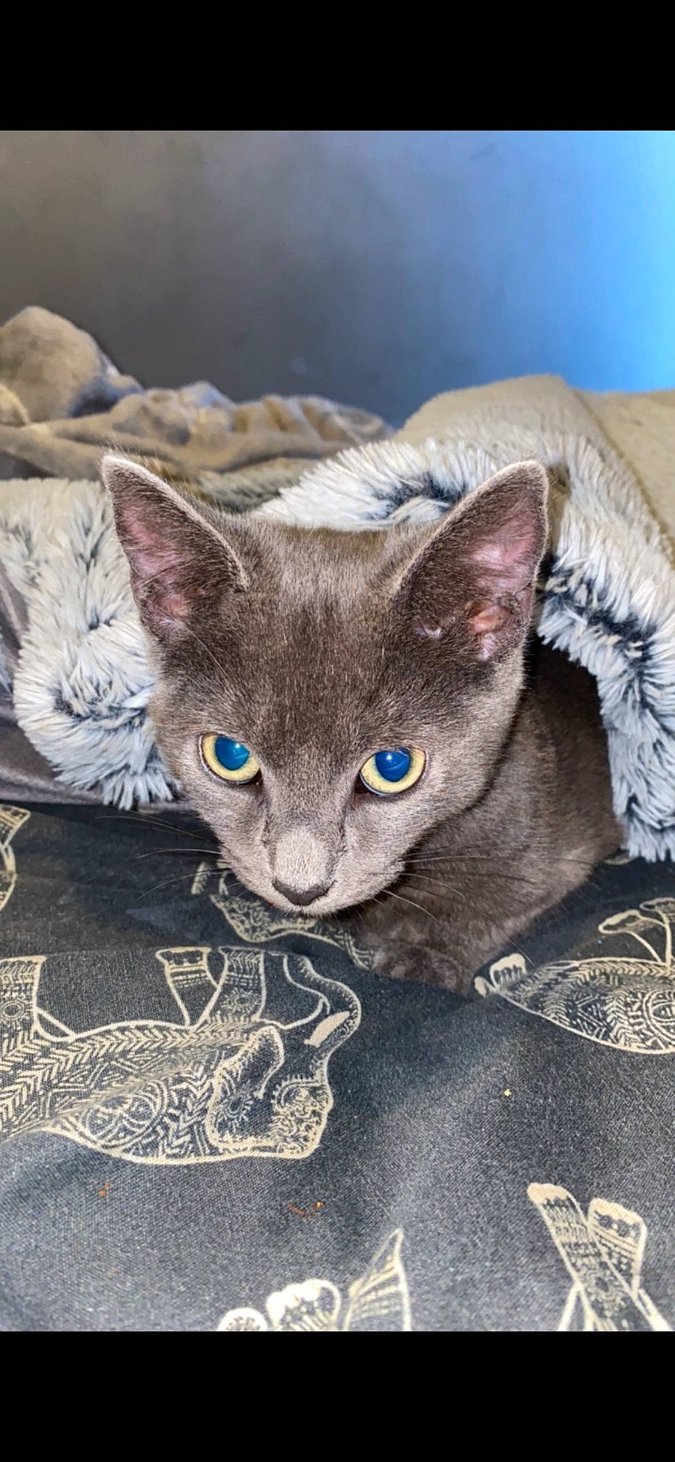 Gracie is registered to the contest to win money with this photo: carnivore, cat, cat_supply, cat_toy, claw, comfort, domestic_short_haired_cat, electric_blue, eye, fawn, felidae, fur, grey, paw, russian_blue, small_to_medium_sized_cats, snout, tail, terrestrial_animal, whiskers