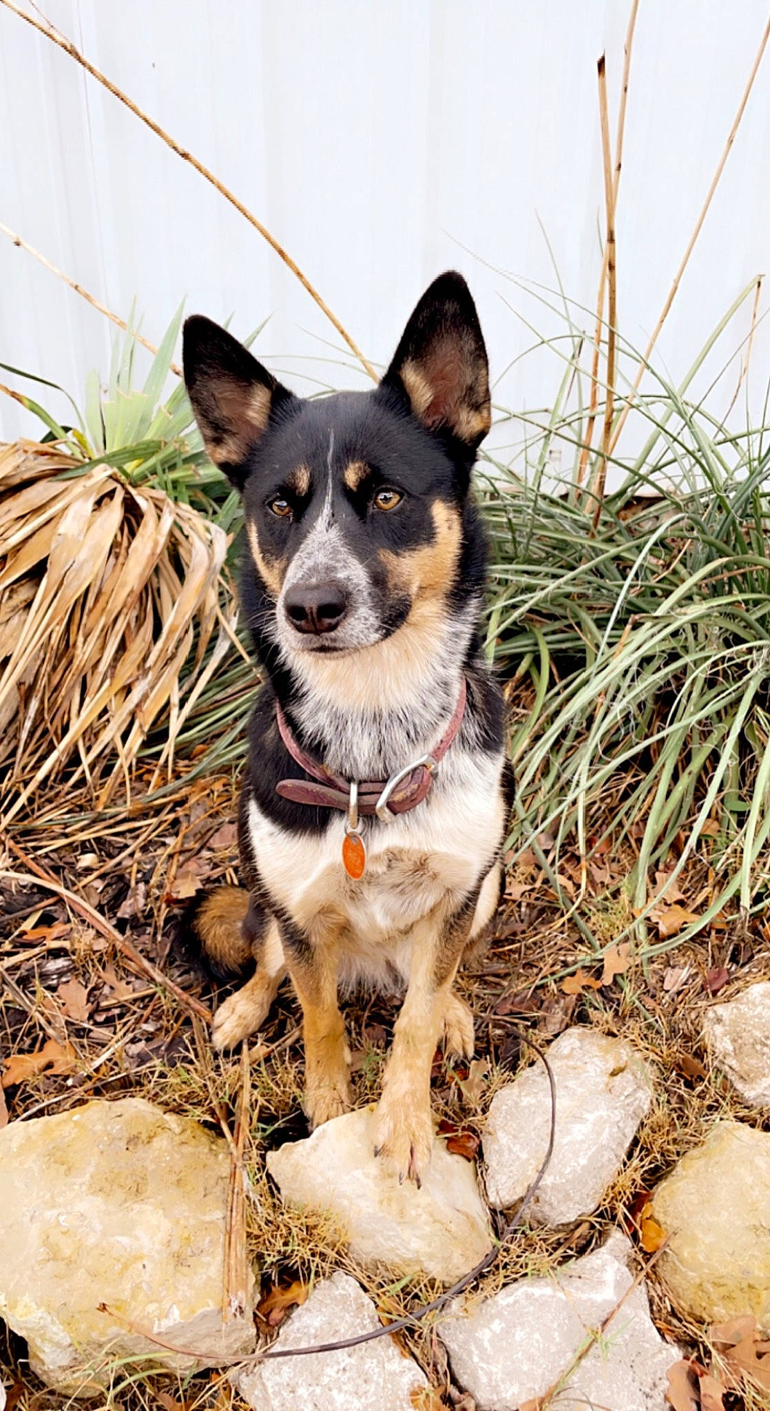 Haze joined the competition — help win amazing prizes! adventure, canidae, carnivore, collar, companion_dog, dog, dog_breed, dog_supply, plant, sporting_group, working_animal, working_dog