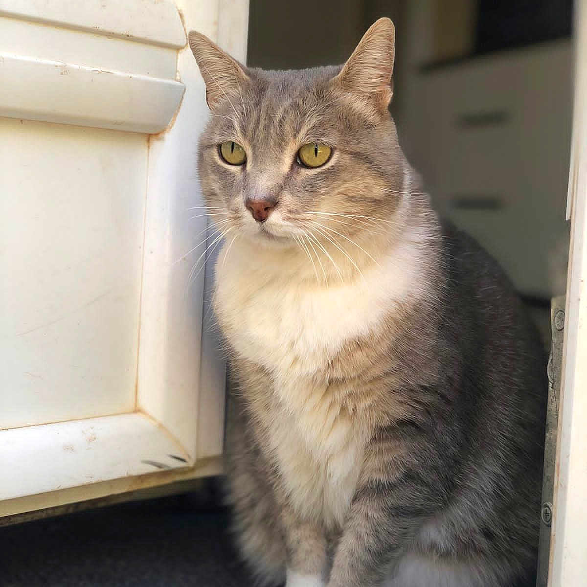 Kenya a rejoint le concours — aidez-le/la à gagner de superbes lots ! abyssinian, angora, animal, cat, closet, cupboard, door, drawer, egyptiancat, furniture, kitten, manx, pet, siamese, window, windowsill