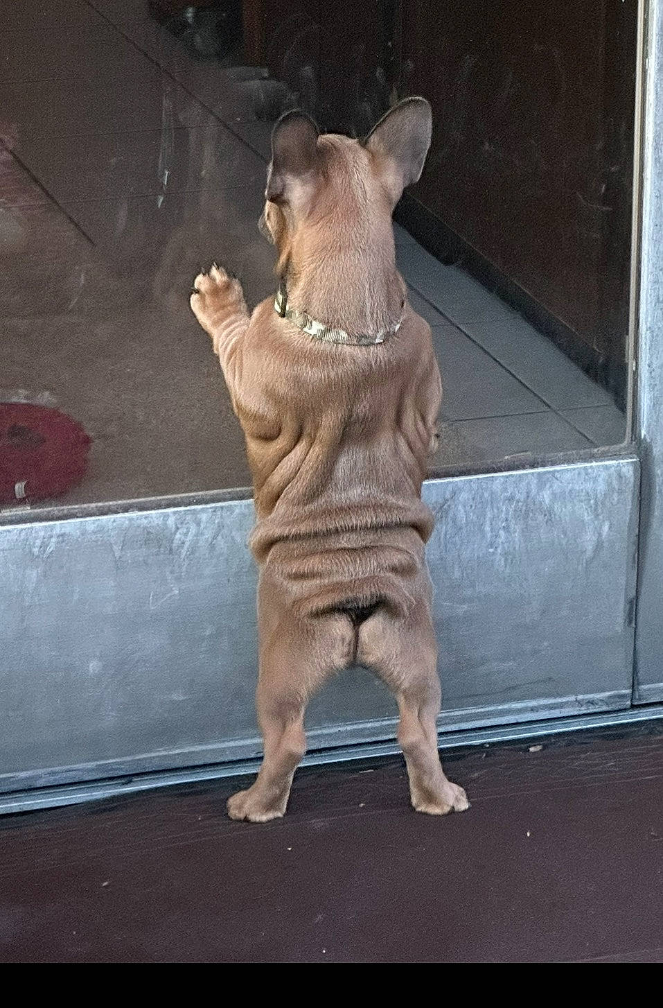 Buck Russell is registered to the contest to win money with this photo: art, artifact, bronze_sculpture, carnivore, carving, fawn, felidae, foot, fur, metal, monument, sculpture, small_to_medium_sized_cats, snout, statue, tail, terrestrial_animal, trunk, visual_arts, wood