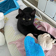 Nalla a rejoint le concours — aidez-le/la à gagner de superbes lots ! black_cat, cat, pet, bed, plush_toy, blanket, indoor, furniture, floor, curious, stretching, animal, cozy, soft_toy, pink_blanket, blue_plush, room, shelf, figurines, relaxed