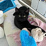 black_cat, cat, pet, bed, plush_toy, blanket, indoor, furniture, floor, curious, stretching, animal, cozy, soft_toy, pink_blanket, blue_plush, room, shelf, figurines, relaxed