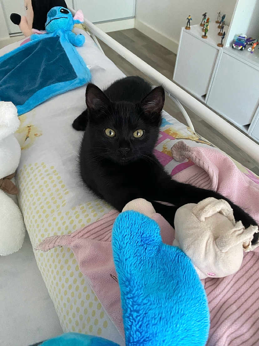 Nalla a rejoint le concours — aidez-le/la à gagner de superbes lots ! black_cat, cat, pet, bed, plush_toy, blanket, indoor, furniture, floor, curious, stretching, animal, cozy, soft_toy, pink_blanket, blue_plush, room, shelf, figurines, relaxed
