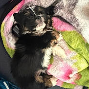 Kiwi is registered to the contest to win money with this photo: puppy, dog, sleeping, blanket, cozy, fur, black, white, cute, pet, animal, resting, soft, colorful, indoor, young, relaxed, adorable, fur_pattern, cuddly
