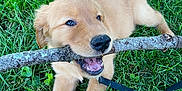 Finnley joined the competition — help win amazing prizes! puppy, golden_retriever, dog, grass, stick, chewing, playful, outdoor, nature, pet, young_dog, animal, canine, greenery, leash, happy, cute, fur, tongue, summer