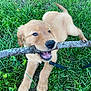 puppy, golden_retriever, dog, grass, stick, chewing, playful, outdoor, nature, pet, young_dog, animal, canine, greenery, leash, happy, cute, fur, tongue, summer