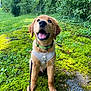 dog, golden_retriever, puppy, harness, collar, leash, greenery, grass, moss, outdoor, nature, smiling, happy, pet, canine, sitting, young, animal, fur, tongue