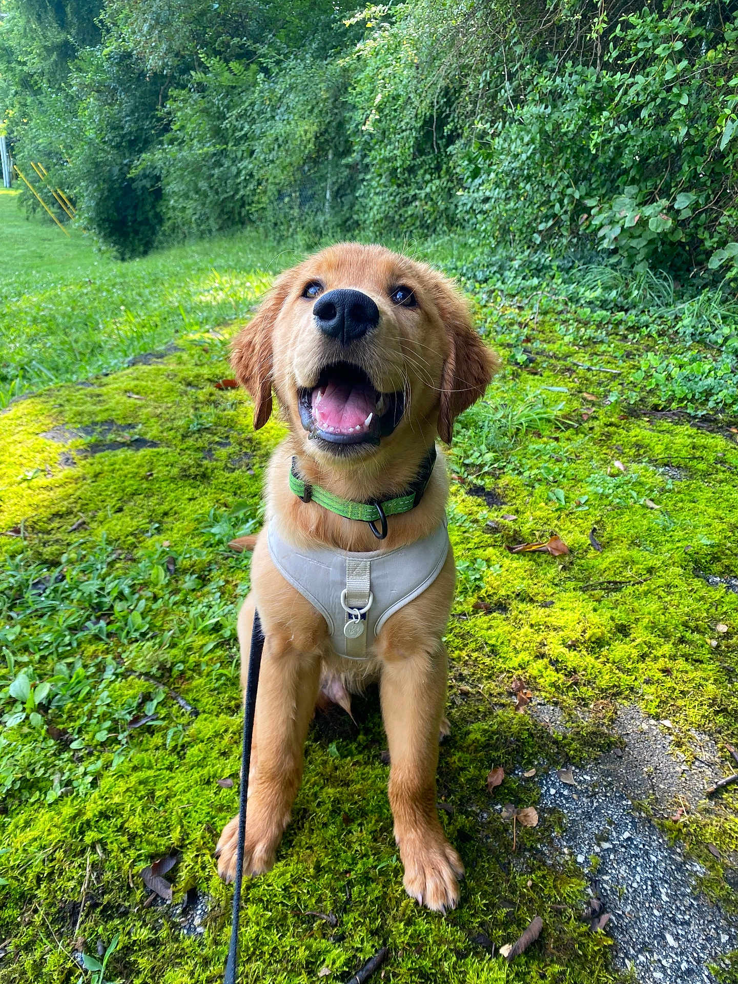 Finnley
