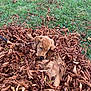 dog, puppy, golden_retriever, leaves, autumn, grass, outdoor, nature, playful, fall, brown, green, pet, animal, cute, leaf, nose, lying_down, canine, season