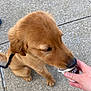 golden_retriever, puppy, dog, canine, pet, animal, leash, hand, cup, sidewalk, concrete, licking, outdoor, young, fur, snout, paw, brown, curious, closeup